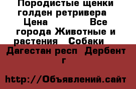 Породистые щенки голден ретривера › Цена ­ 25 000 - Все города Животные и растения » Собаки   . Дагестан респ.,Дербент г.